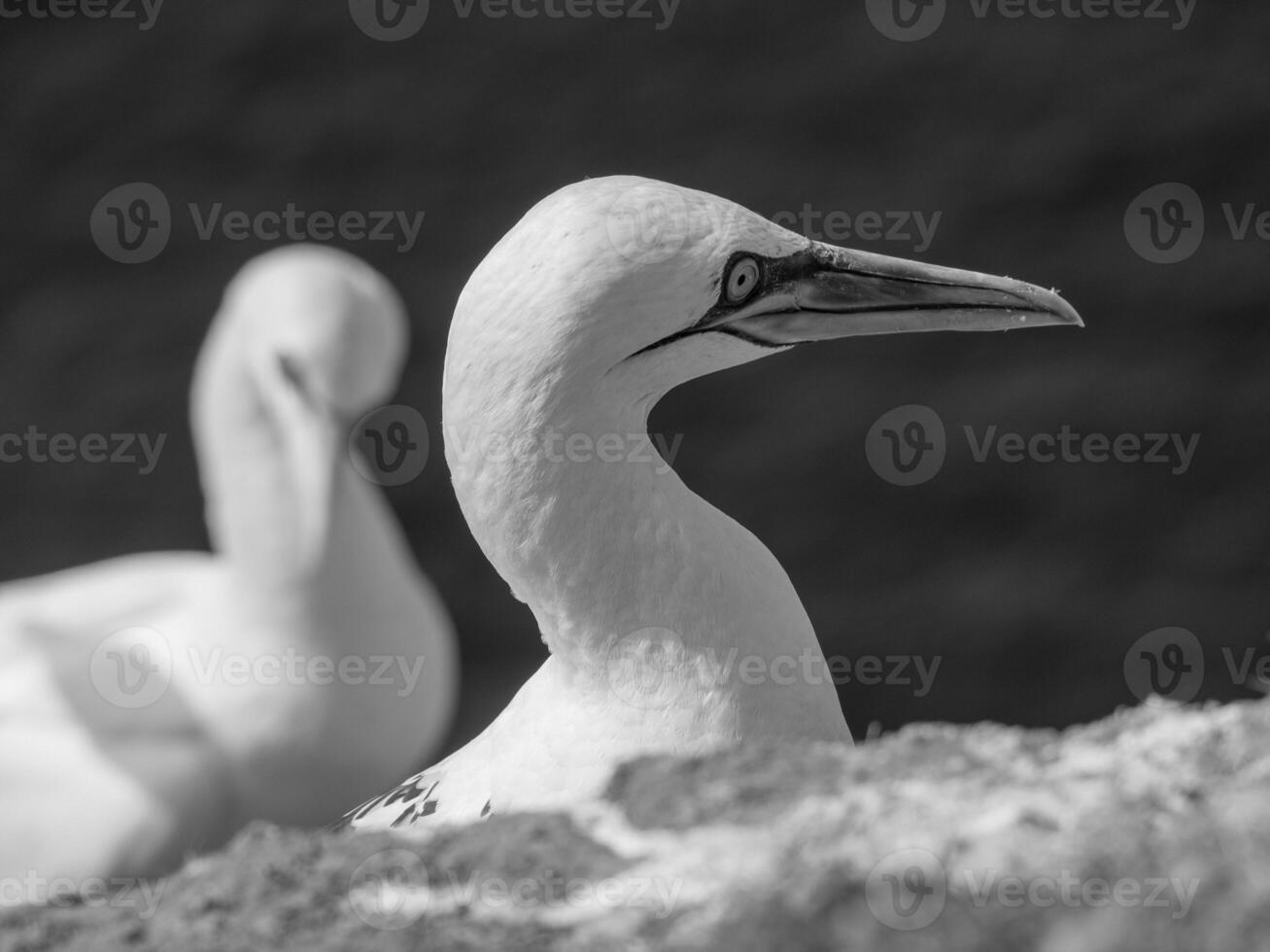 aves en helgoland isla foto