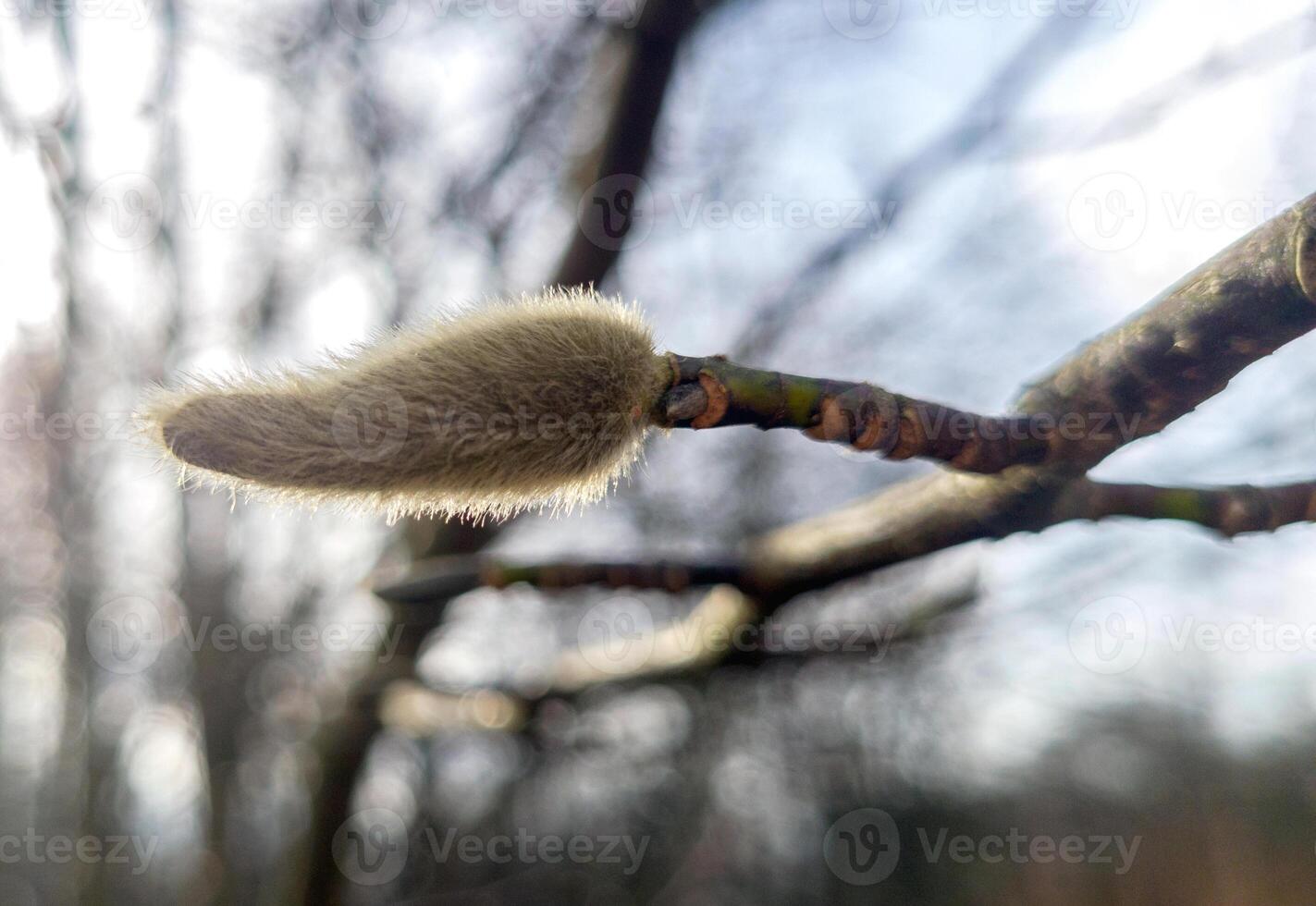 catkins of willow at the biginning of spring photo