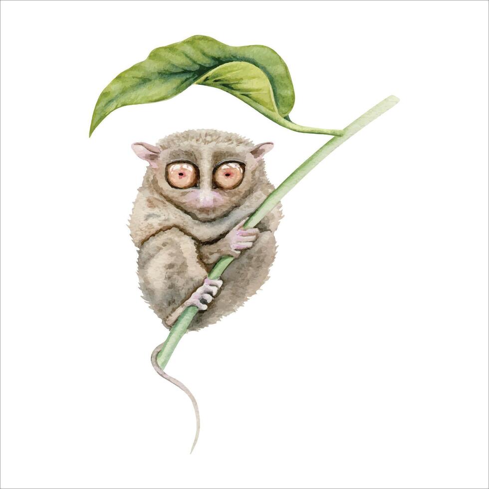 tarsero debajo un hoja. acuarela ilustración elemento aislado en blanco antecedentes. mano dibujado pintura de nativo Filipinas en peligro de extinción animal desde bohol isla. minúsculo parecido a un lémur primate con grande ojos vector