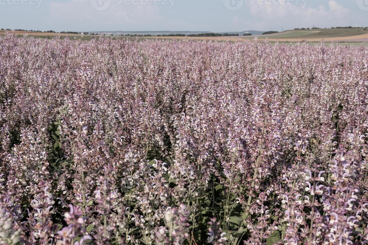 campo de hierba sabio - salvia esclarea en floración, cultivado a extraer el esencial petróleo y Miel. campo con florecer sabio plantas durante dorado atardecer, relajante naturaleza vista. cerca arriba. selectivo enfocar. foto