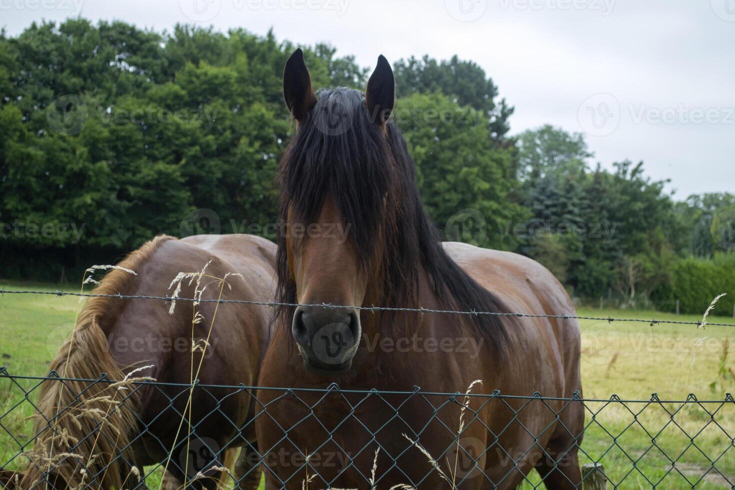 A horses in the pasture. The horse-breeding farm. Countryside life. photo