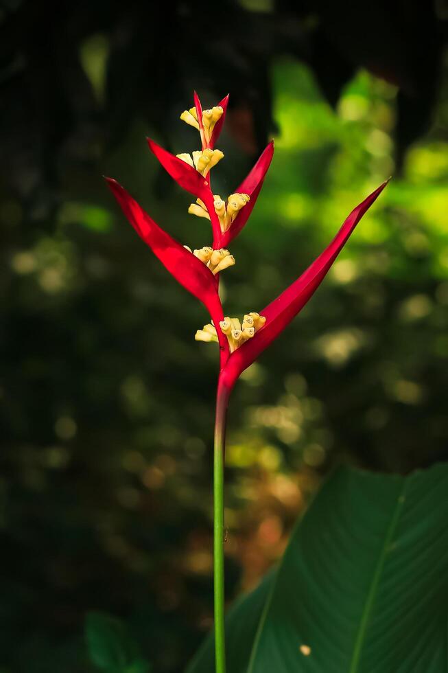 heliconia flower has red petal bloom in the garden. heliconia flower latin named heliconia psittacorum. heliconia flower from heliconiaceae family. this plant is beauty flower in the tropical photo