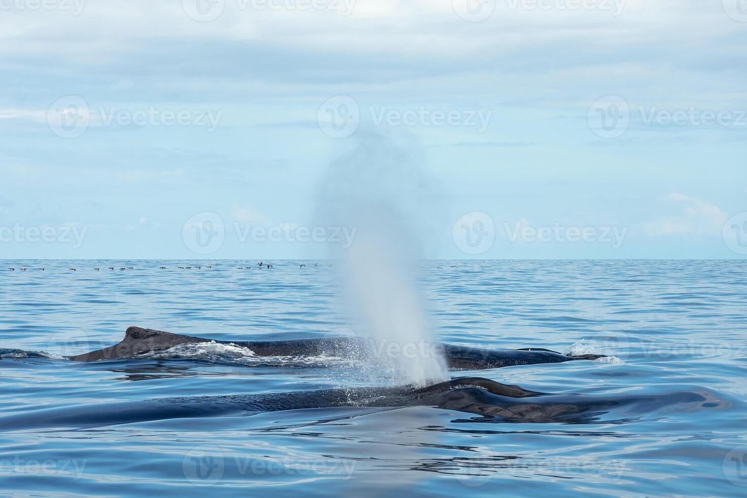 Humpback Whale Family, Water Spout, and Pelican Flock on the Horizon in the Pacific Ocean off the coast of Drake Bay, Corcovado, Costa Rica photo