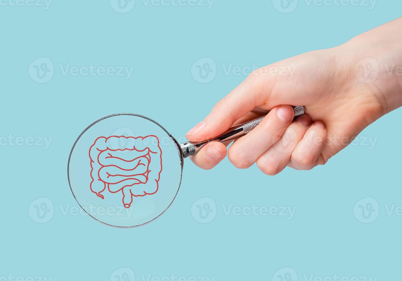 Intestine, colon health, study through magnifying glass photo