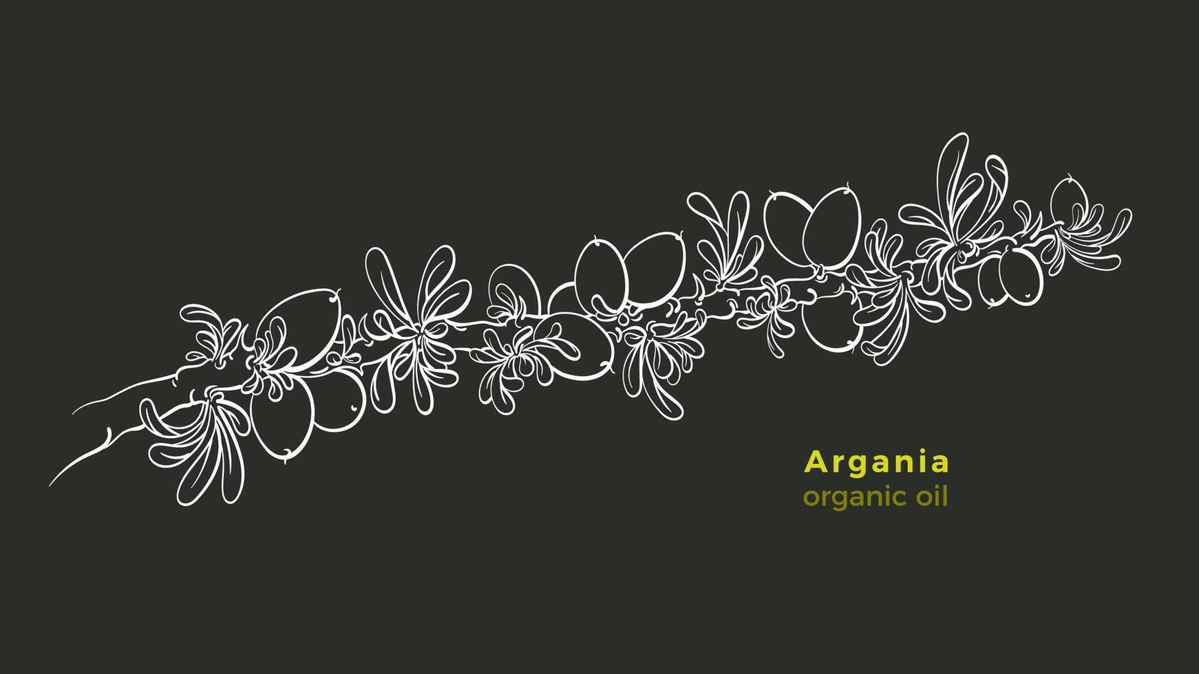 Argania rama. vector botánico boceto. naturaleza fruta, hojas. aislado Arte línea blanco ilustración en negro antecedentes. mano dibujo bosquejo símbolo. orgánico cosecha