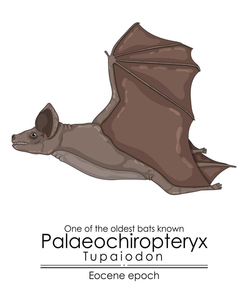 uno de el más antiguo murciélagos conocido, paleoquiroptérix tupaiodón desde el eoceno época. vector