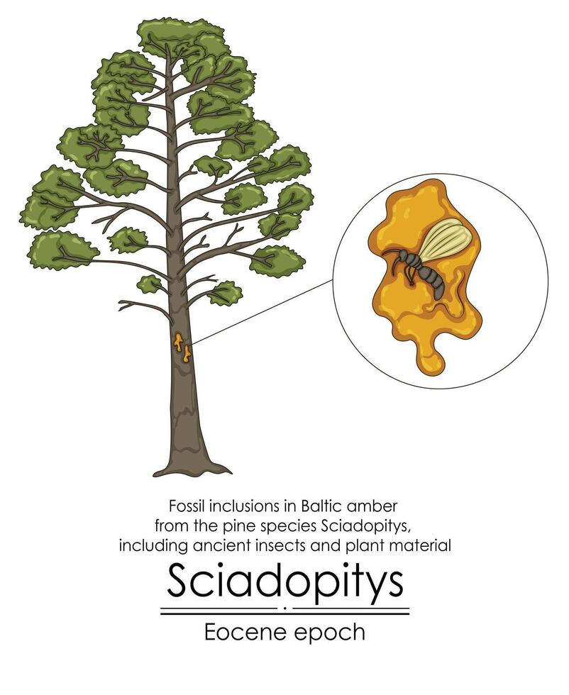 Fossil inclusions in Baltic amber from the pine species Sciadopitys, including ancient insects and plant material vector