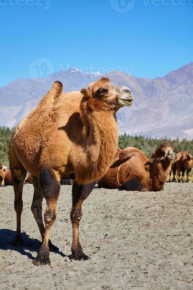 Camels in Nubra vally, Ladakh photo