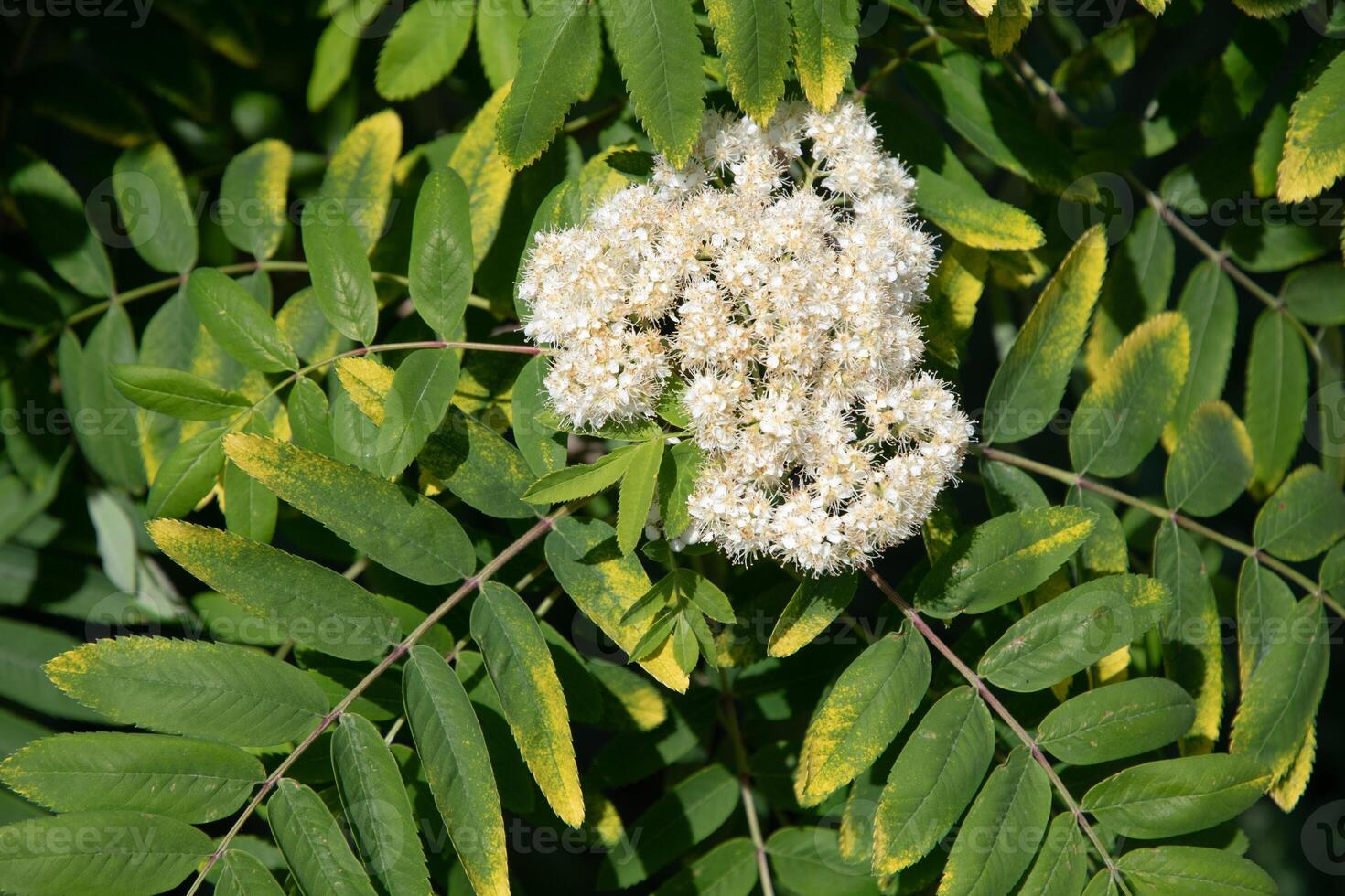 delicate white rowan flowers in early spring on tree,ingredient for alternative folk medicine,natural floral backgroun photo
