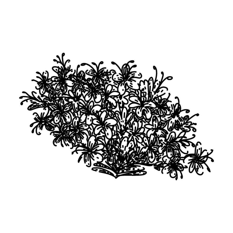 herbal valerian sketch hand drawn vector