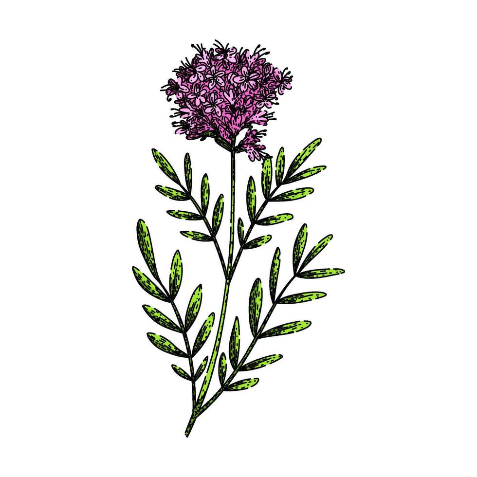 herb valerian sketch hand drawn vector