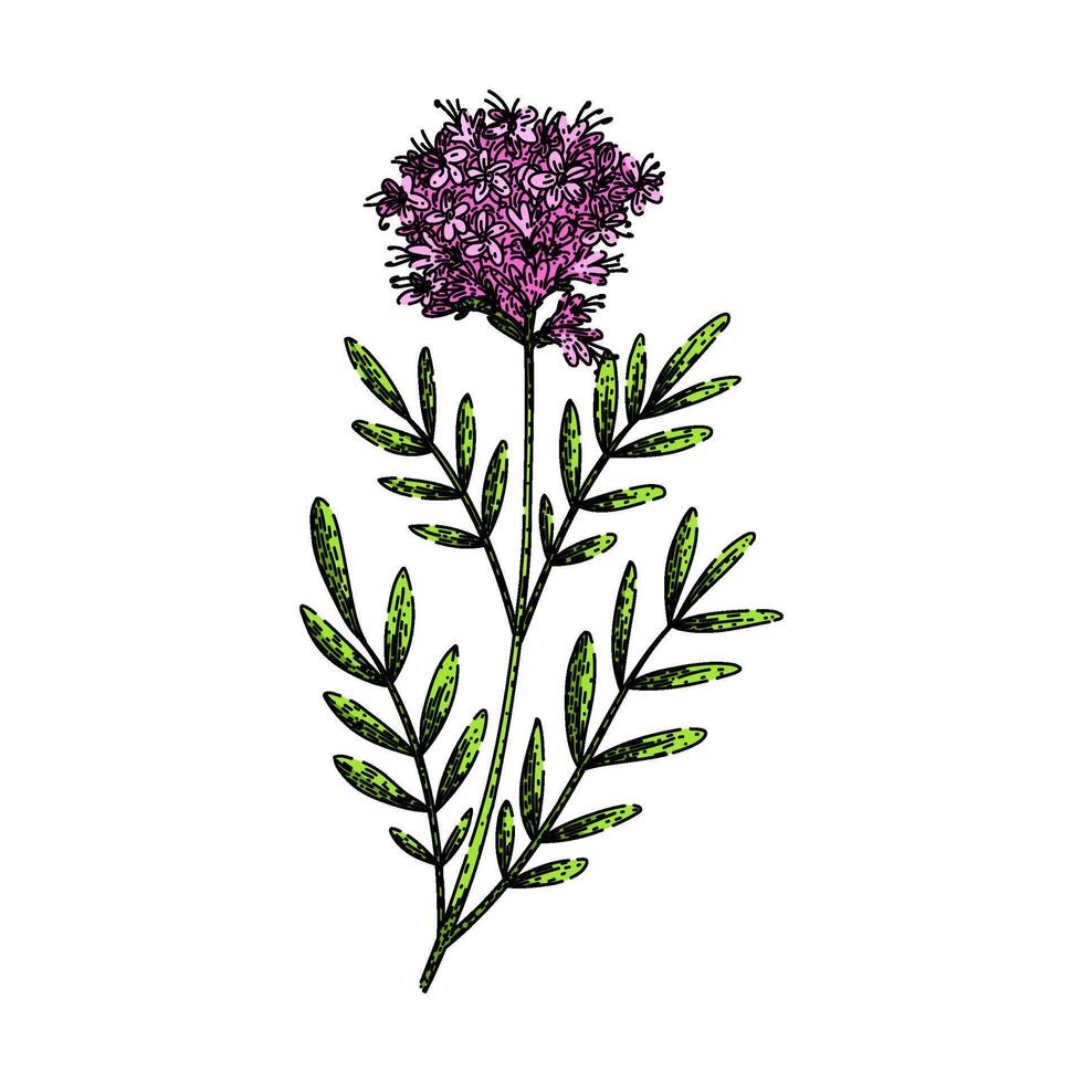 hierba valeriana bosquejo mano dibujado vector