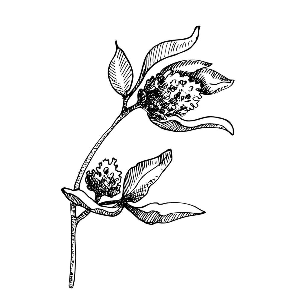 Red Clover Flower for honey extraction in vintage style. Sketch of Trisodium. Drawing of Pretense. Botanical vector illustration.