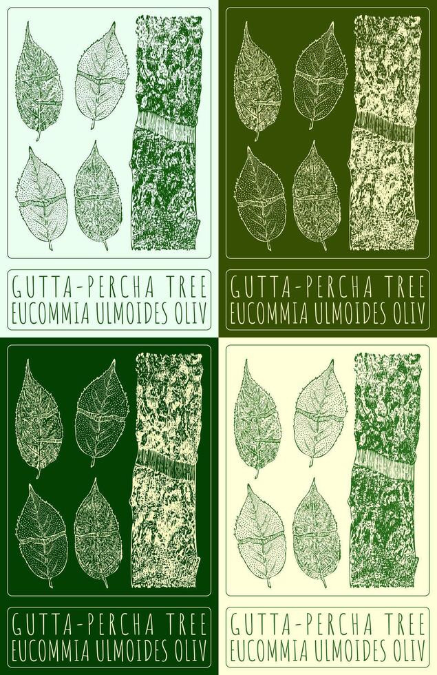 Vector drawing GUTTA-PERCHA TREE. Hand drawn illustration. The Latin name is EUCOMMIA ULMOIDES OLIV.