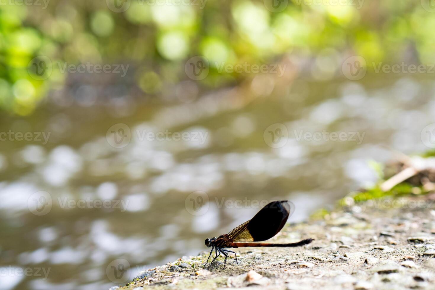 Side view of swamp darner dragonfly Epiaeschna heros photo