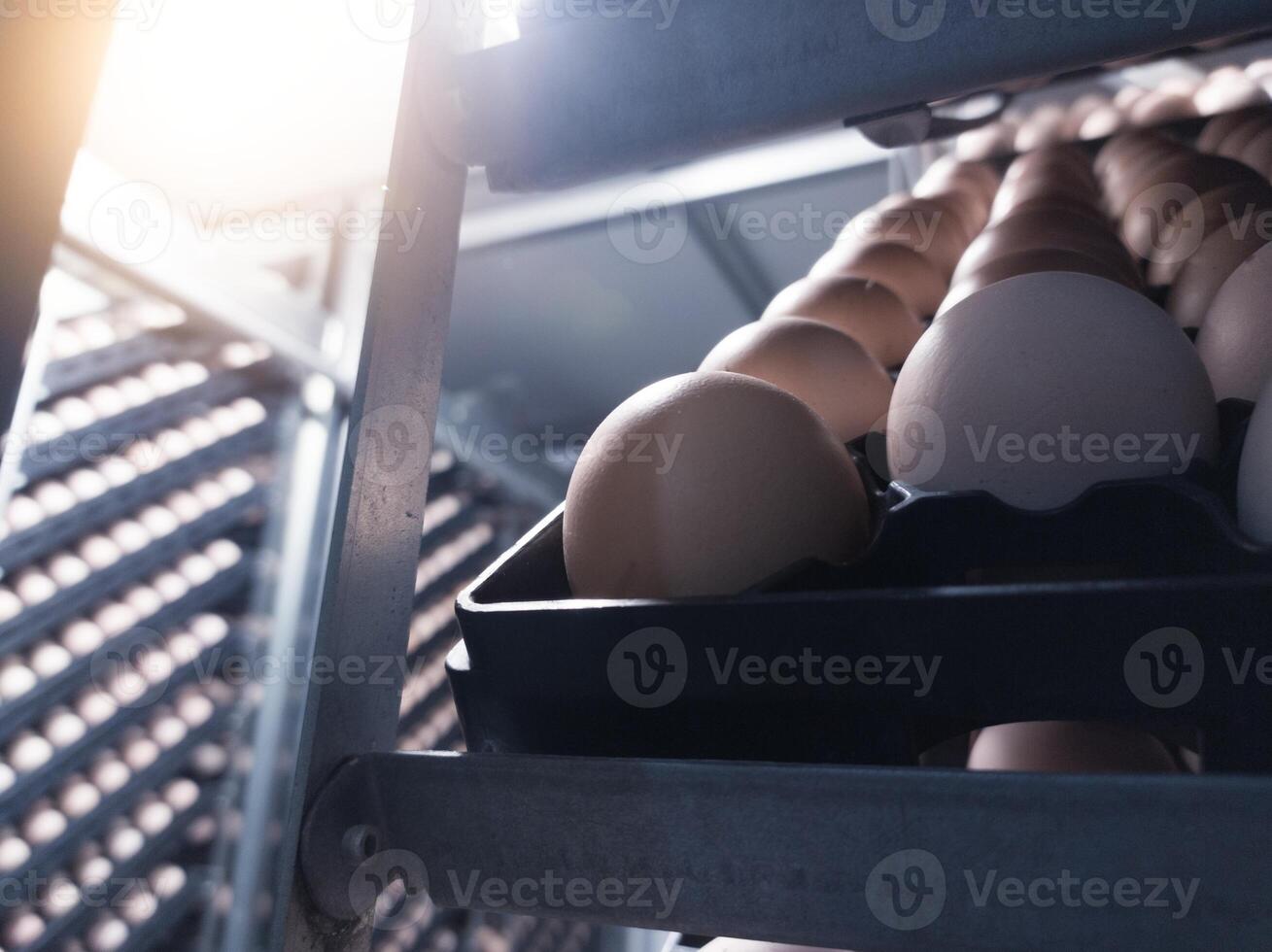 Close up the eggs on the trolley  on the  incubation process.Hatching Eggs Background. the chikcen eggs on the Incubation hatchering machine process. Hatchery industry. photo