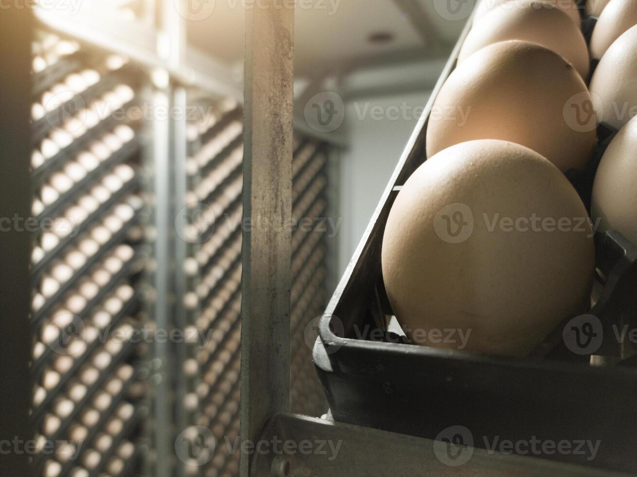 Close up the eggs on the trolley  on the  incubation process.Hatching Eggs Background. the chikcen eggs on the Incubation hatchering machine process. Hatchery industry. photo