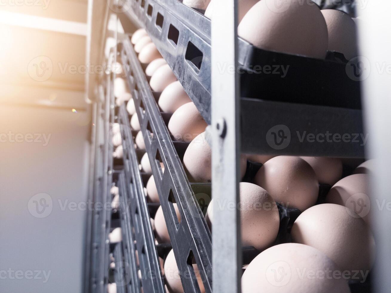Close up the eggs on the trolley  on the  incubation process.Hatching Eggs Background. the chikcen eggs on the Incubation hatchering machine process. Hatchery industry. photo