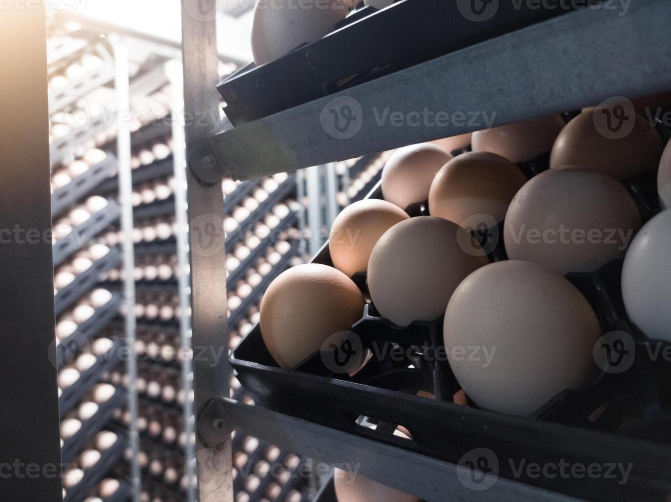 Close up the eggs on the trolley  on the  incubation process.Hatching Eggs Background. the chikcen eggs on the Incubation hatchering machine process. Hatchery industry. photo