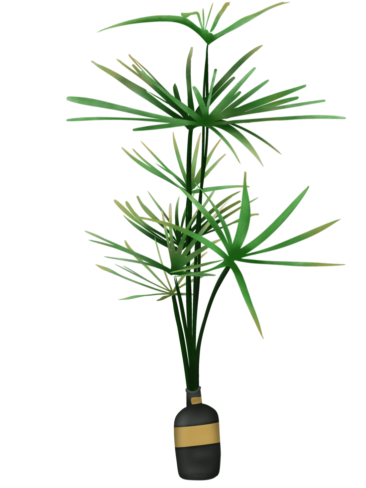 a plant in a vase on a transparent background, Cyperus alternifolius, the umbrella papyrus, umbrella sedge or umbrella palm png