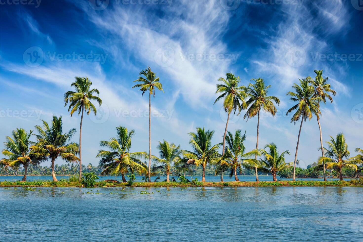 Kerala backwaters with palms photo