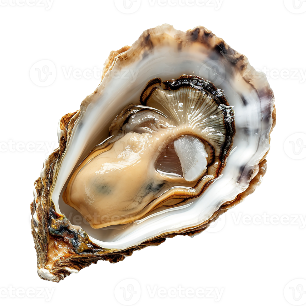 AI generated Oyster isolated on transparent background png