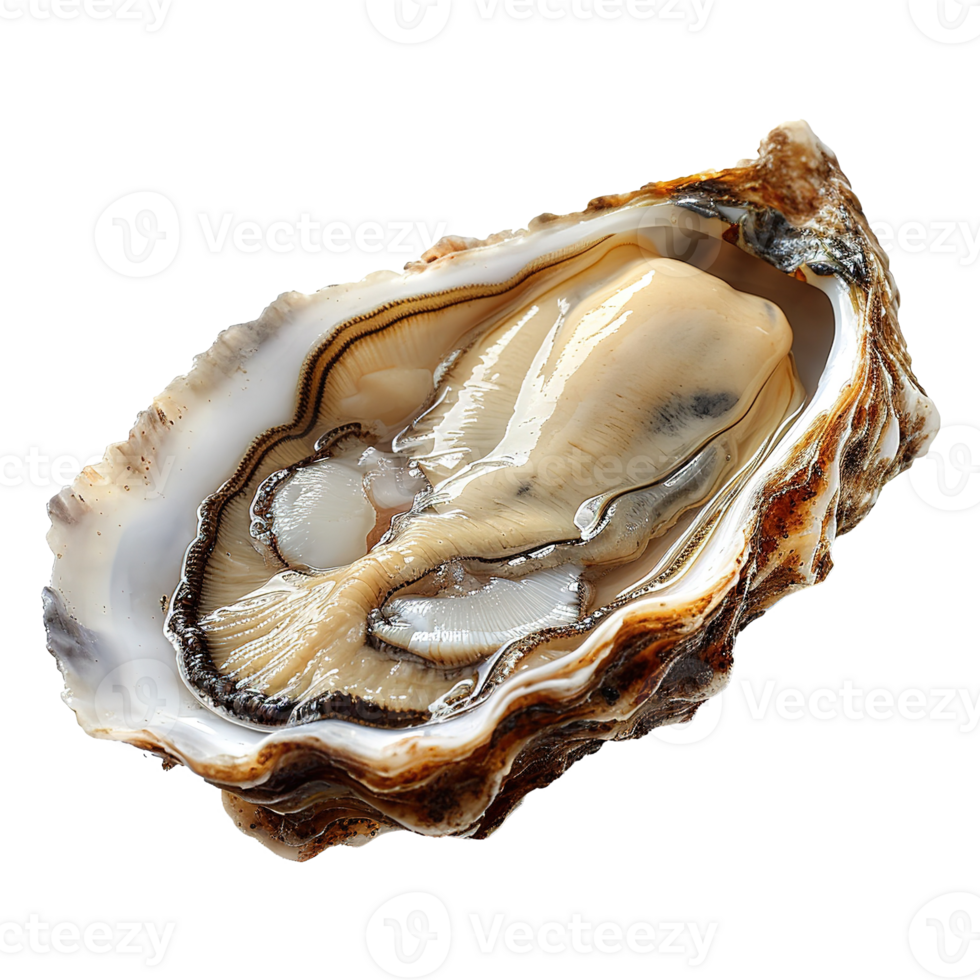 AI generated Oyster isolated on transparent background png