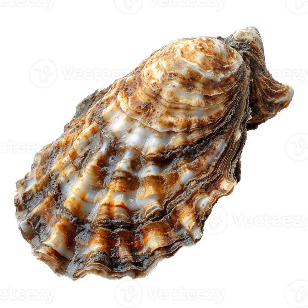 AI generated Oyster isolated on transparent background png