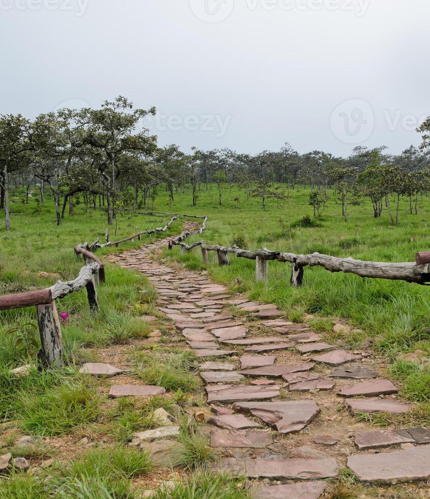 Stone pathway in Siam Tulip field, Thailand photo