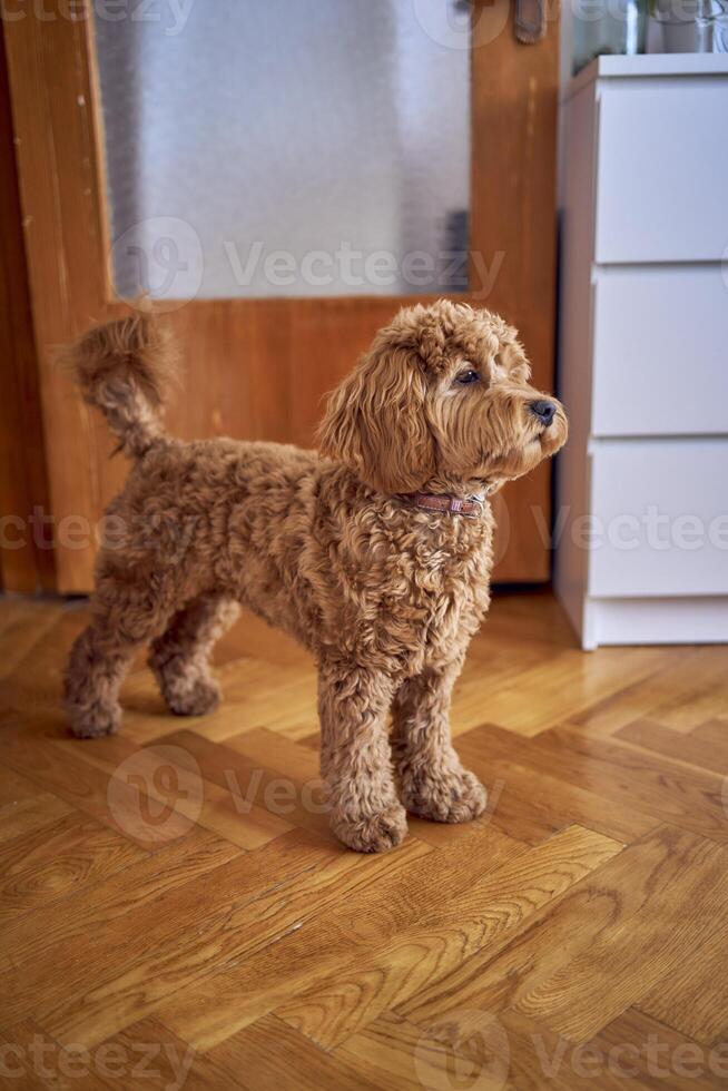 un marrón cockapoo en contra el antecedentes de un rojo puerta asoma dentro el propietarios dormitorio foto