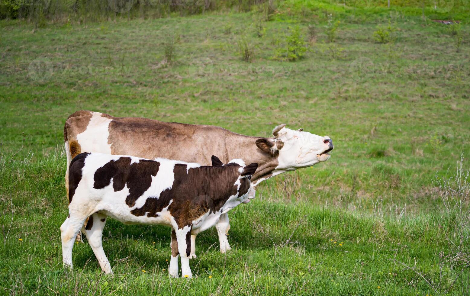 vaca con bebé canoso en el campo. linda becerro pastoreo en el paisajes foto