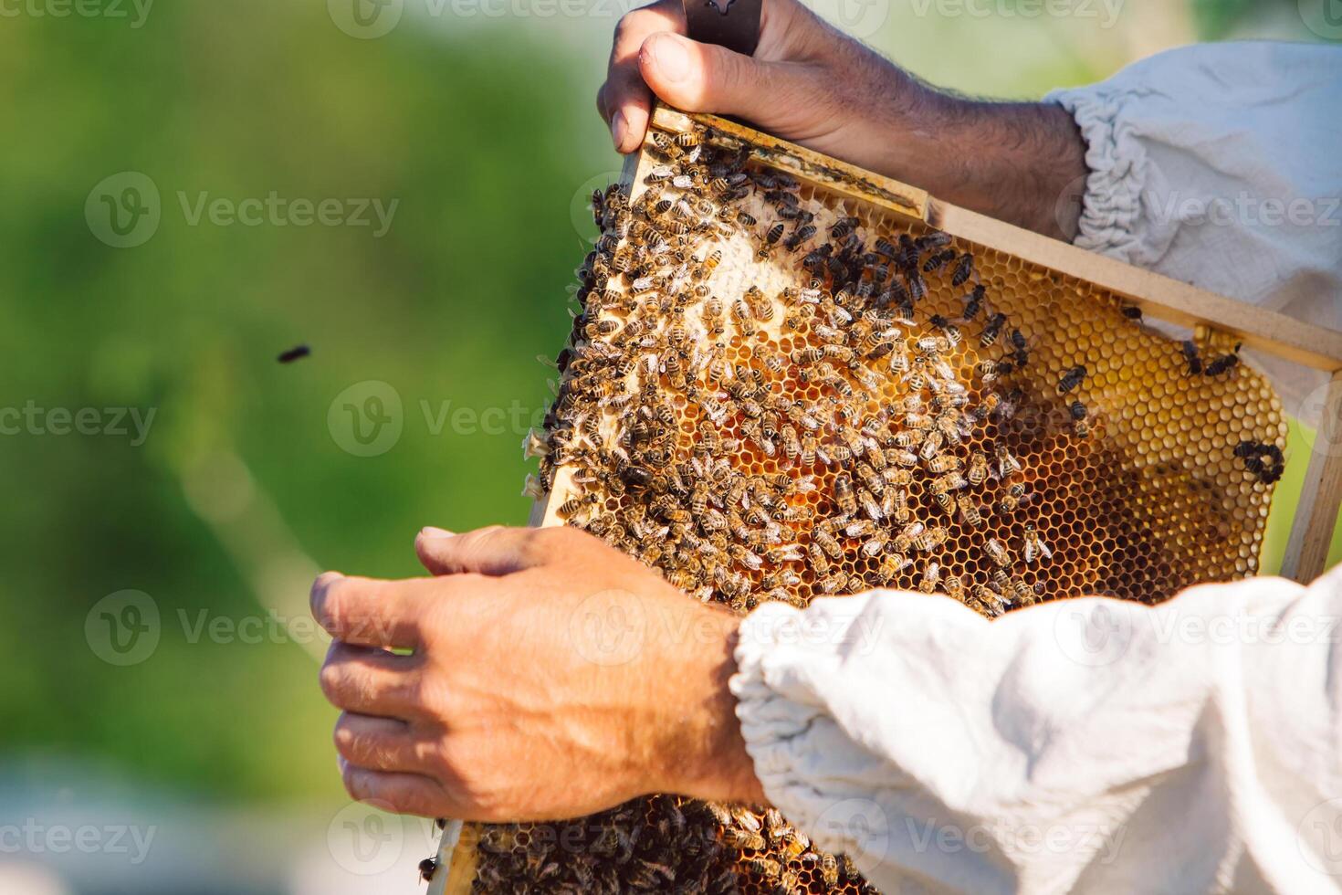 Honey bee frame from a hive with collony collapse disorder. Frame covered with bees. photo