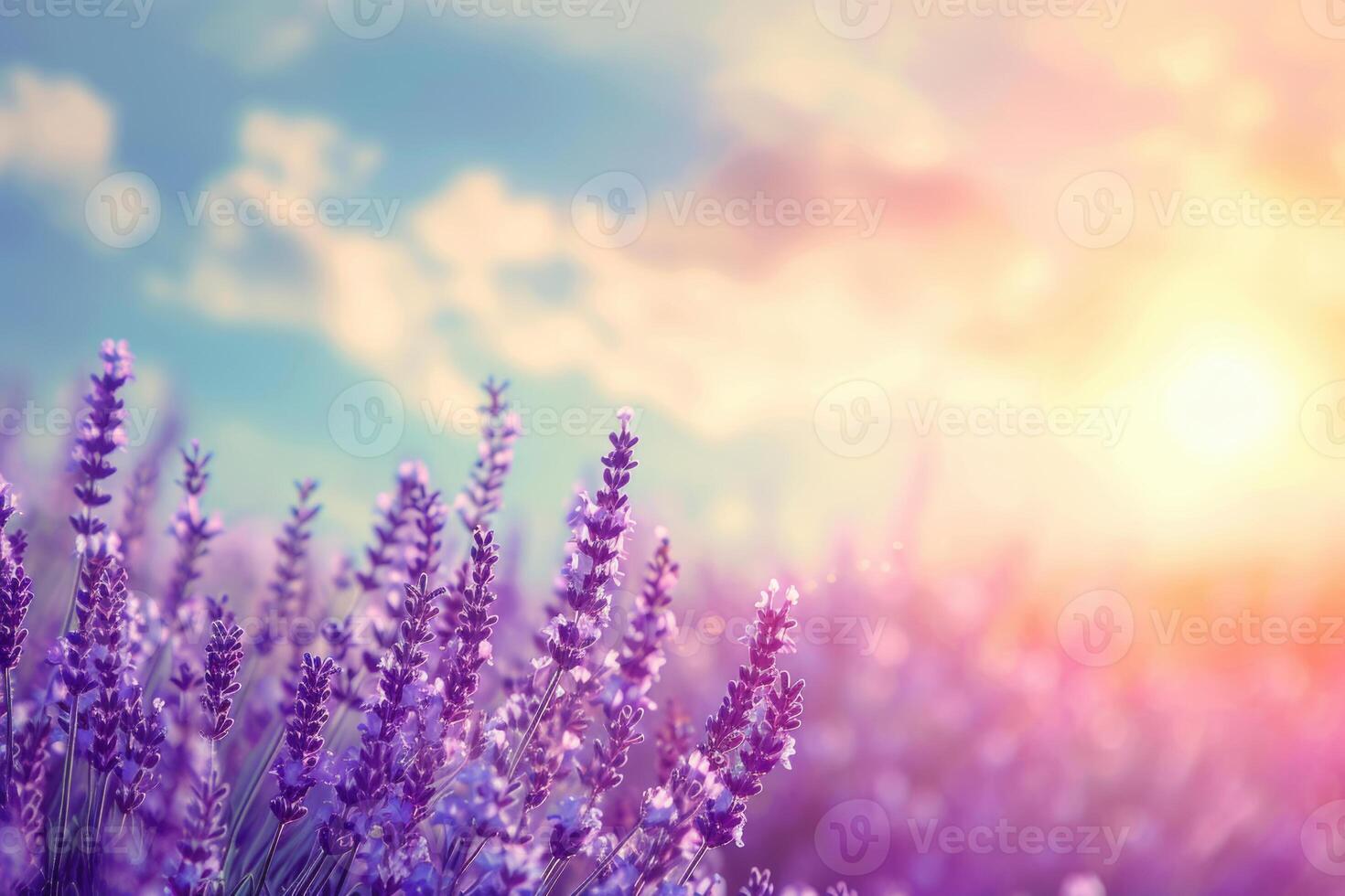 AI generated Lavender field with summer blue sky close up  France  retro toned  web bwnner format  Lavender photo