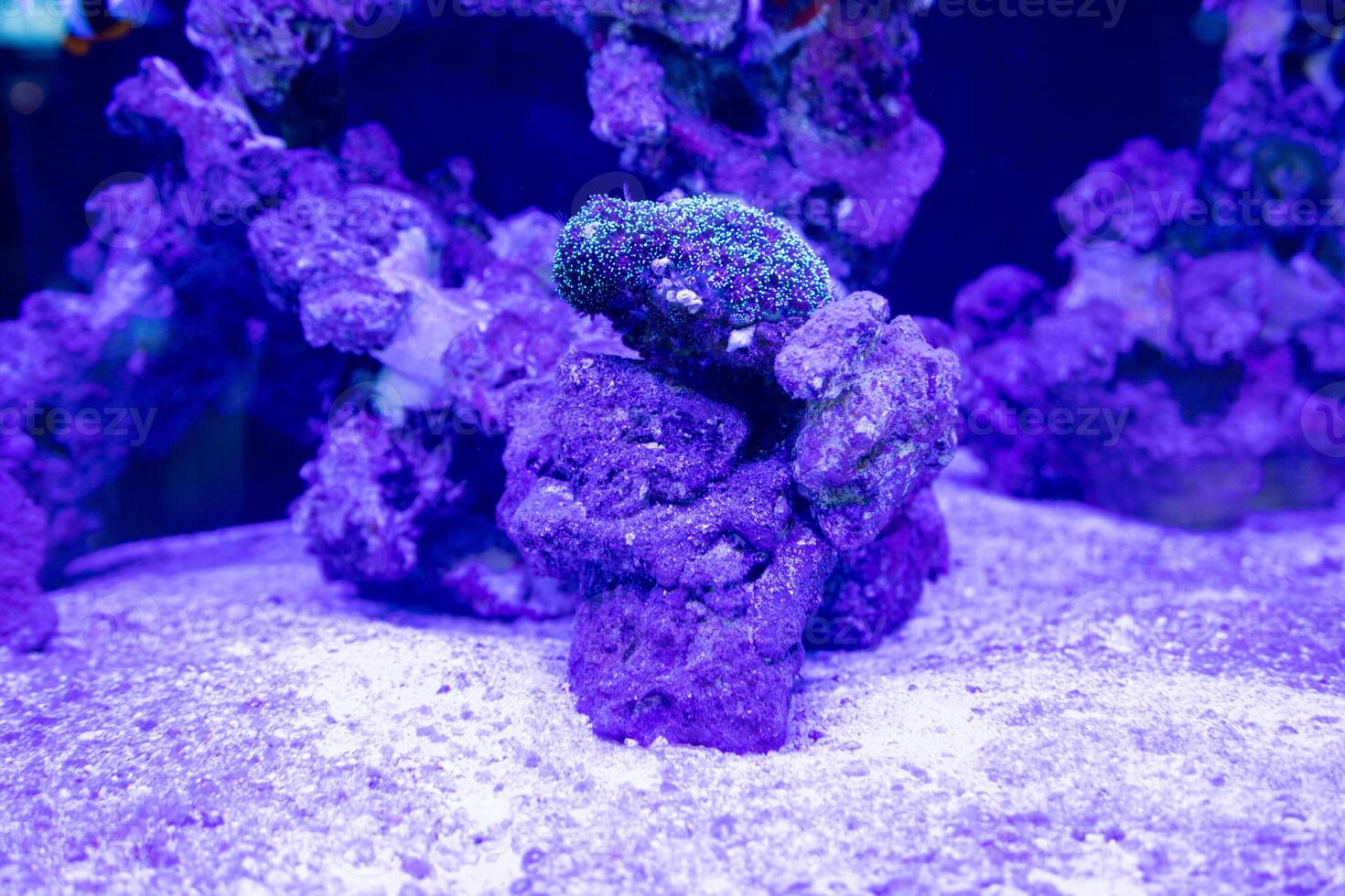 several types of coral and sea anemones such as Stichodactyla gigantea, bubble tip, and liponenma which are often used as shelter for clownfish photo