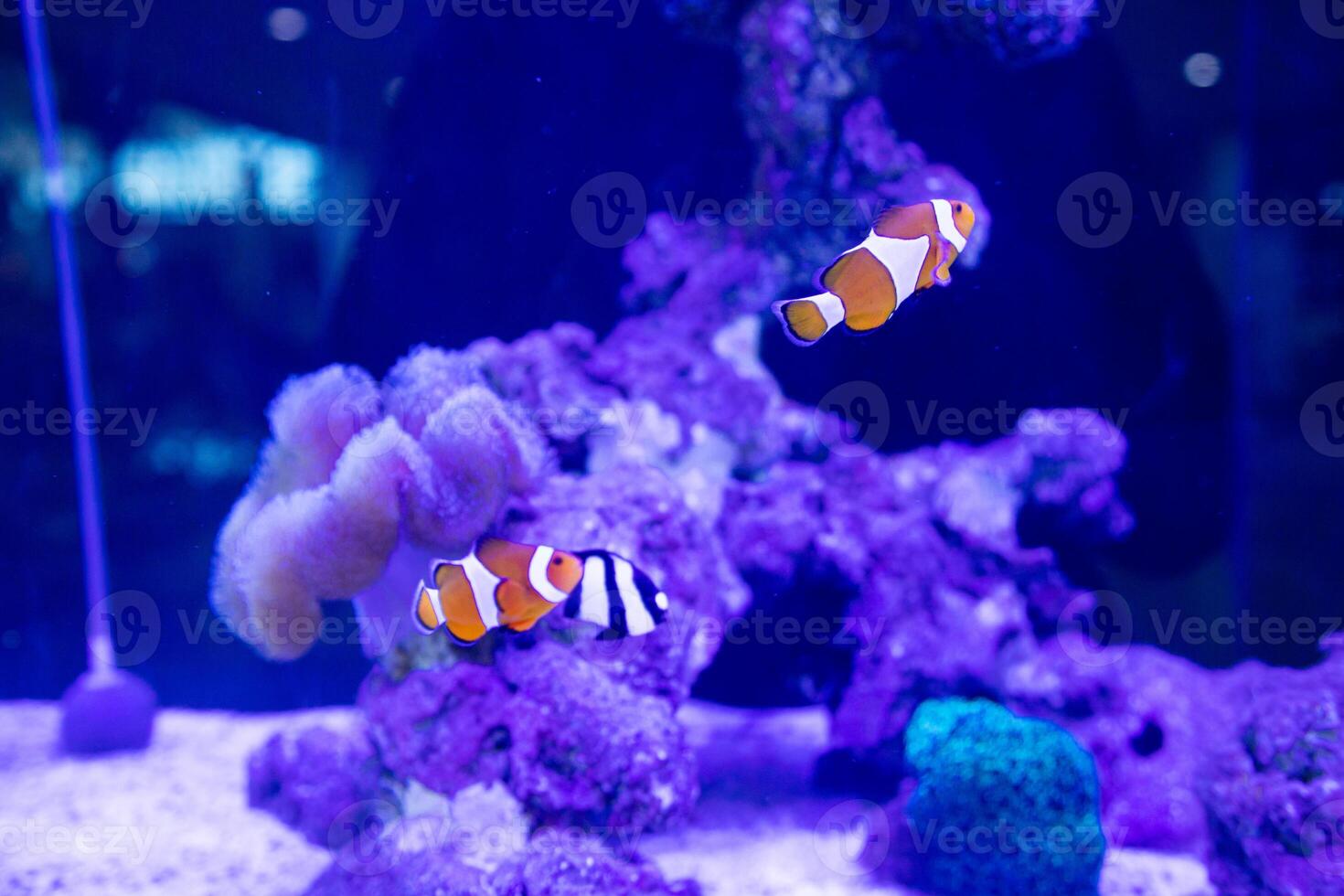 a group of humbug fish or dascyllus damselfish and black african clownfish swimming together around anemones and coral photo