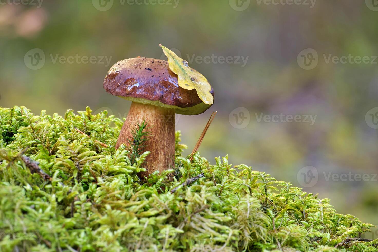 Boletus pinophilus mushroom growing in moss photo