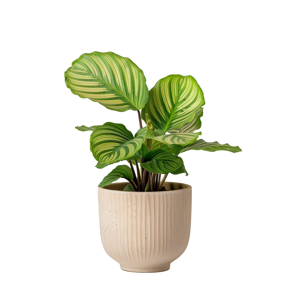 AI generated Calathea orbifolia png isolated on transparent background