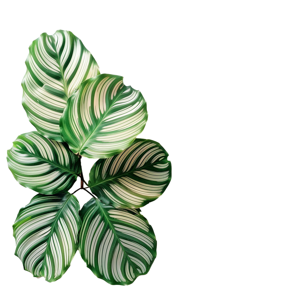 AI generated Calathea orbifolia png isolated on transparent background