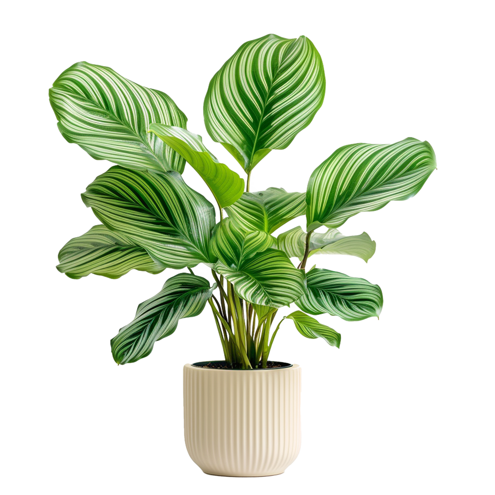 AI generated Calathea orbifolia png isolated on transparent background