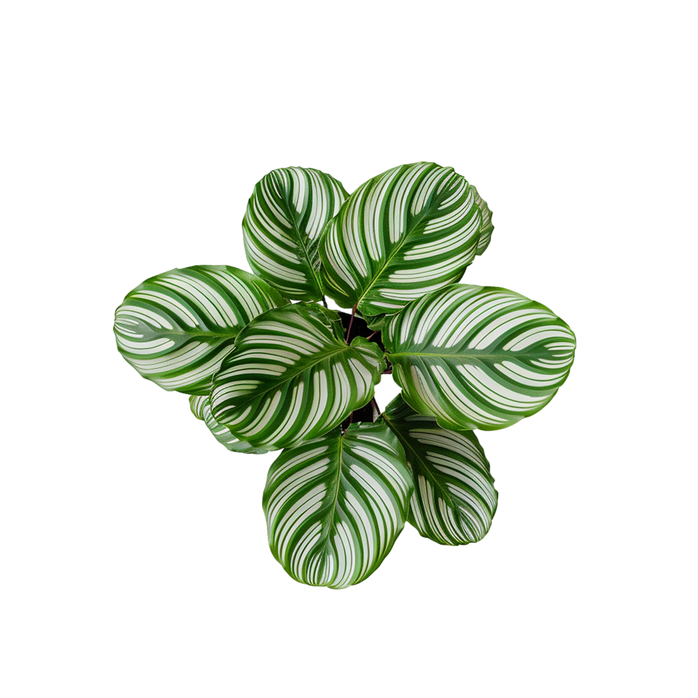 AI generated Calathea orbifolia png isolated on transparent background