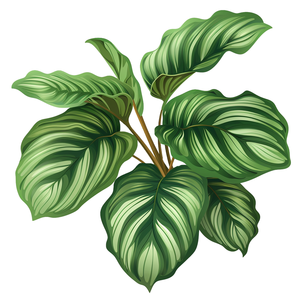 AI generated Calathea orbifolia png isolated on transparent background