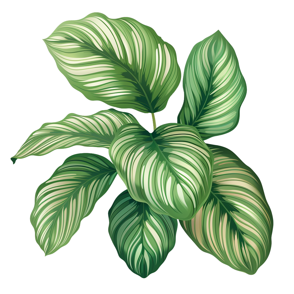 AI generated Calathea orbifolia png isolated on transparent background