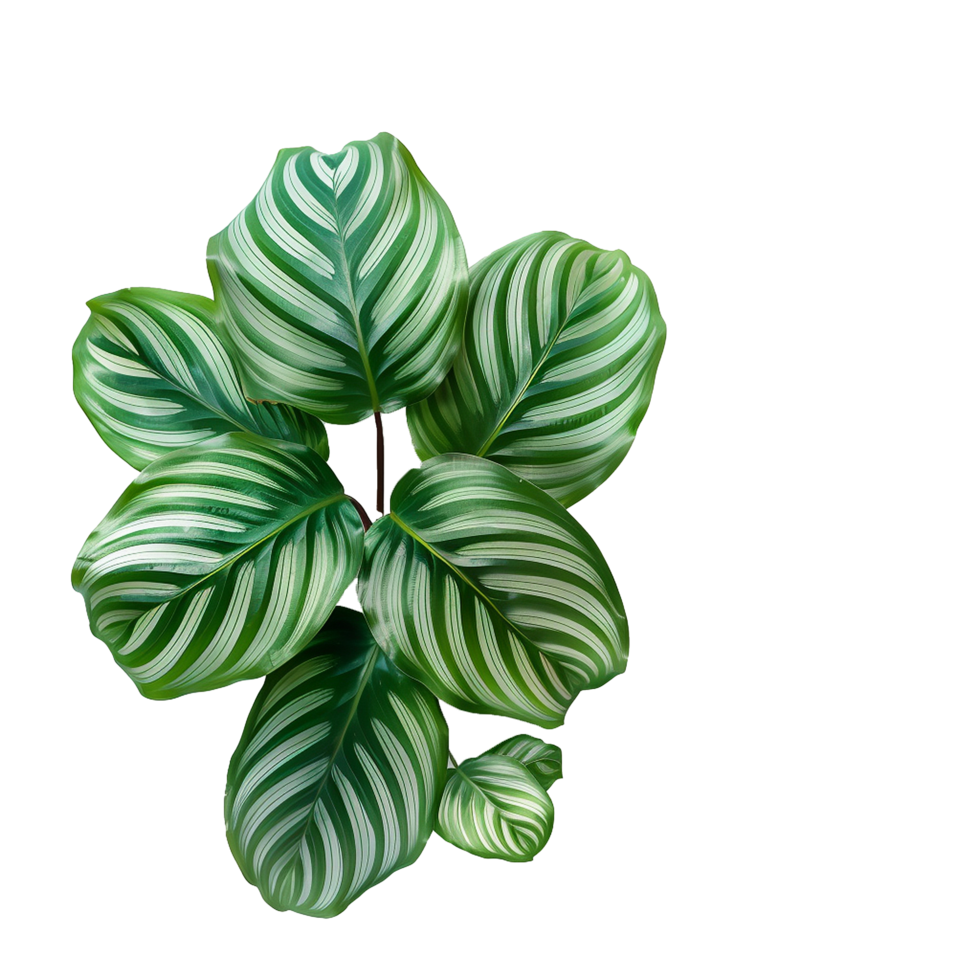 AI generated Calathea orbifolia png isolated on transparent background