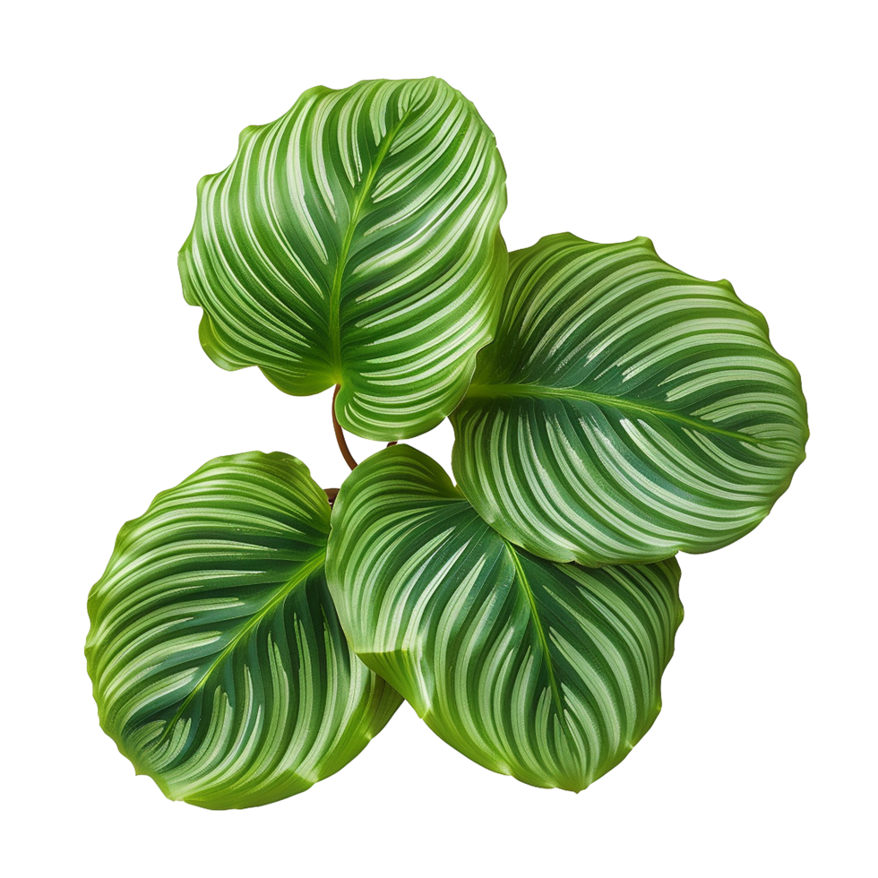 AI generated Calathea orbifolia png isolated on transparent background