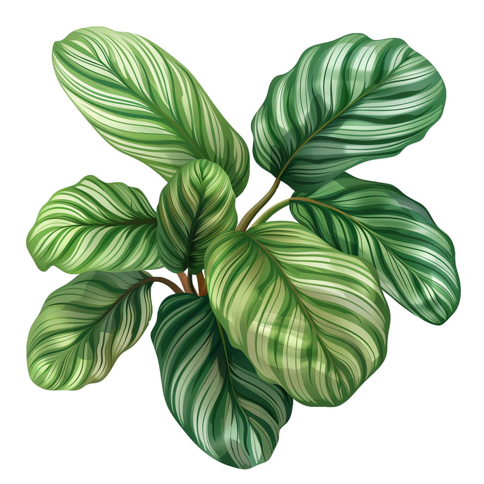 AI generated Calathea orbifolia png isolated on transparent background