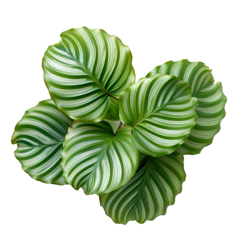 ai genererad Calathea orbifolia png isolerat på transparent bakgrund