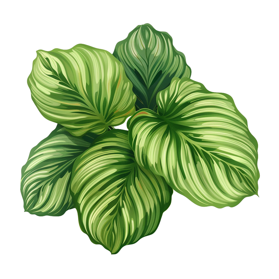 AI generated Calathea orbifolia png isolated on transparent background