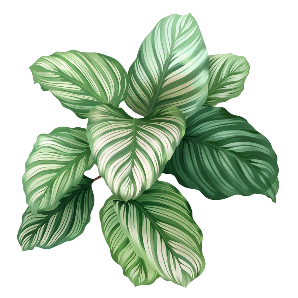 ai genererad Calathea orbifolia png isolerat på transparent bakgrund