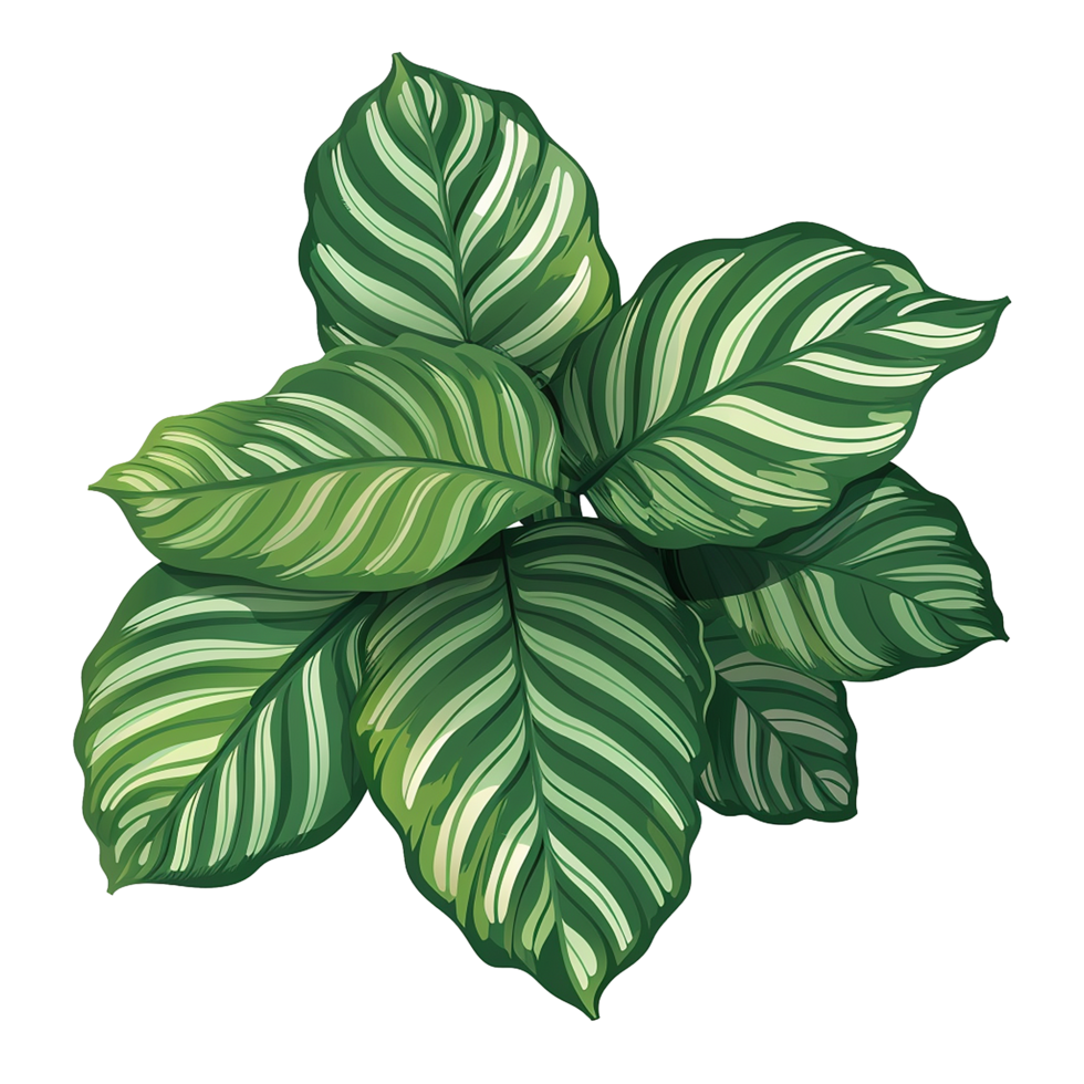 AI generated Calathea orbifolia png isolated on transparent background