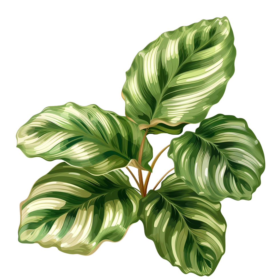 ai genererad Calathea orbifolia png isolerat på transparent bakgrund